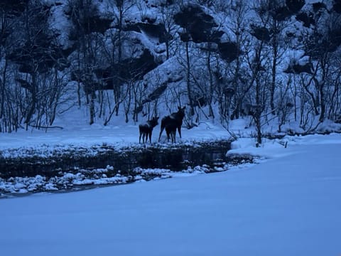 Aurora view house Villa in Nordland, Norway