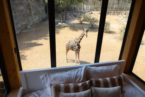 Living room, Seating area, Animals