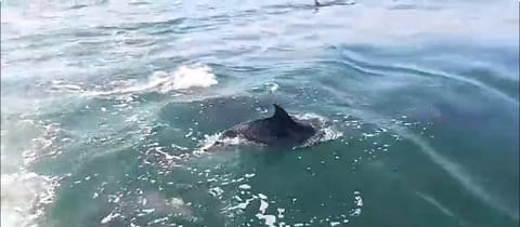 Alugo barco intermarine 440 Docked boat in Angra dos Reis