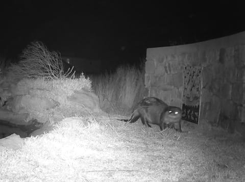 Otter Cottage in Pringle Bay Apartment in Cape Town