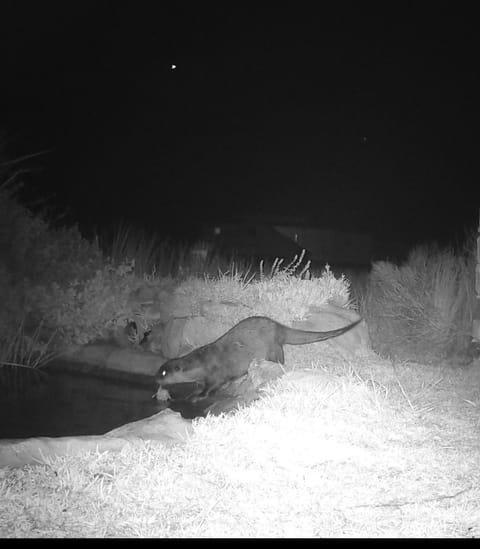 Otter Cottage in Pringle Bay Apartment in Cape Town