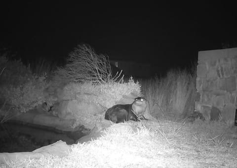 Otter Cottage in Pringle Bay Apartment in Cape Town