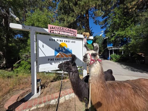 Pine Knot Guest Ranch Farm Stay in Big Bear