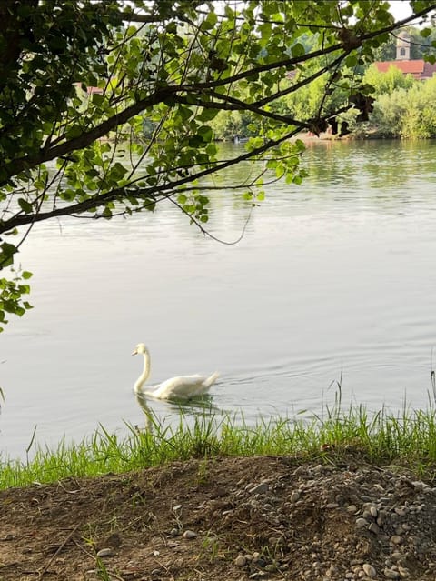 Day, Natural landscape, Beach, Animals
