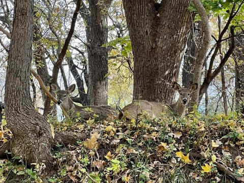 Boji Cottage off West Lake Okoboji House in Okoboji