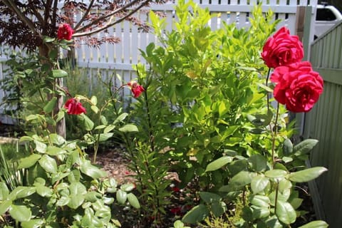 Little Gem City Cottage House in Launceston