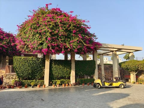 Garden view
