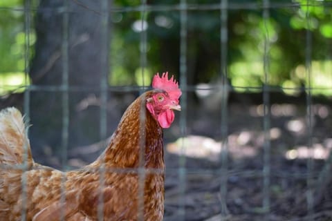 The Cottage on Abbey- Relaxing Summer Getaway in Harrison House in Buffalo River