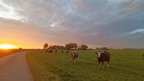 Day, Natural landscape, Animals, Sunset