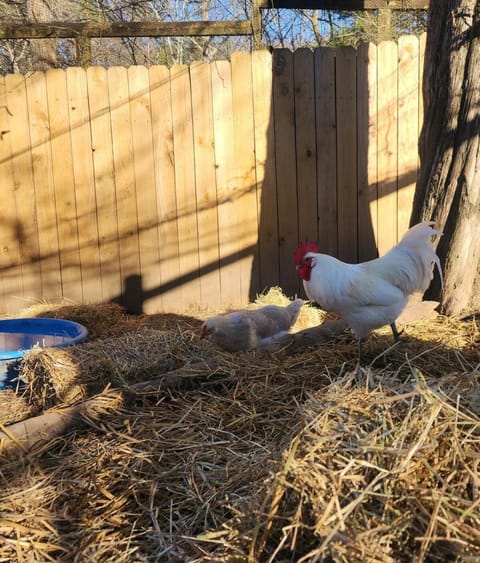 1921 Chattanooga Valley The Little Blue Farmhouse House in Alabama
