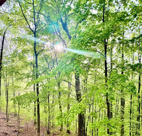 Turkey Creek Cabin Rentals #1 at Tims Ford lake Tullahoma Cabin in Lynchburg