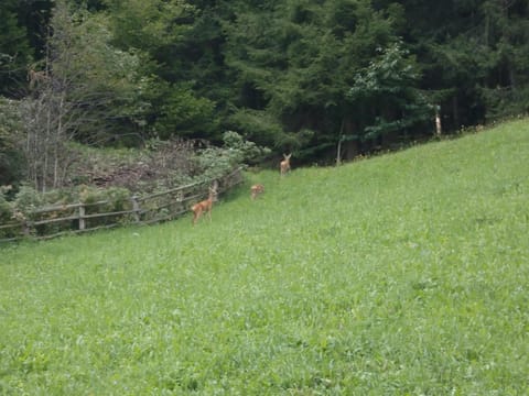 Natural landscape, View (from property/room), Animals, Animals, On site