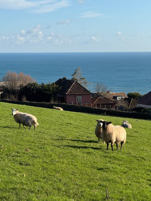 Day, Natural landscape, Animals, Sea view