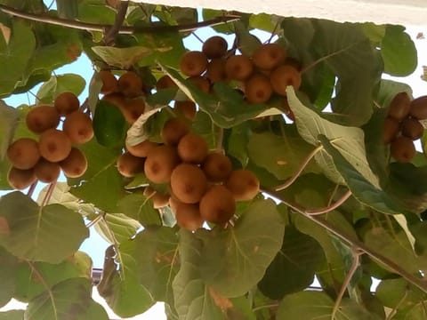 Family Hotel Andreev Hotel in Nessebar