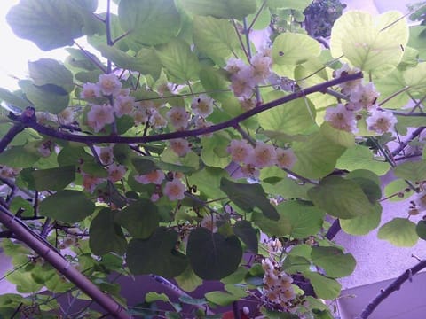 Family Hotel Andreev Hotel in Nessebar