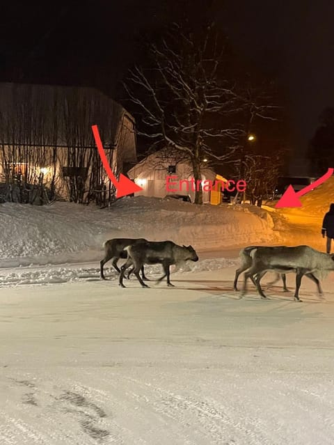 Quiet and peaceful apartment, close to everything Apartment in Tromso