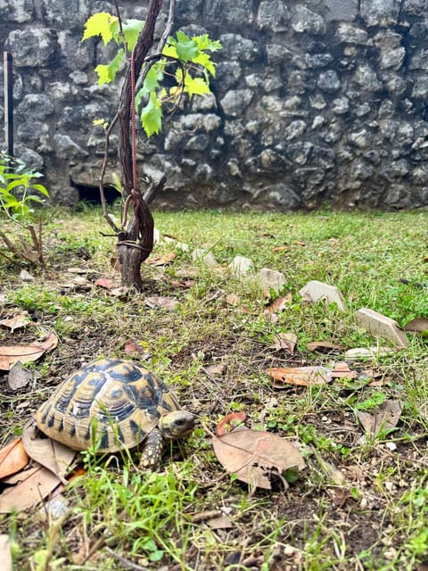 Garden, Garden, Garden view, Garden view