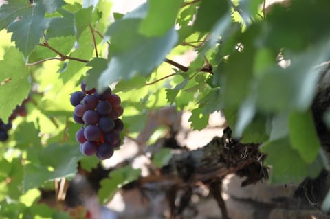 Gästehaus Knaup Bed and Breakfast in Cochem-Zell