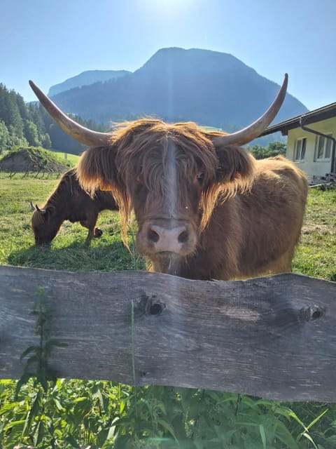 Natural landscape, Animals