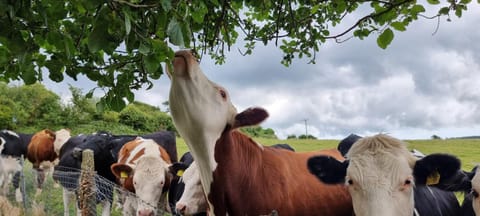 Animals, Garden view