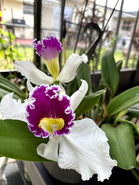 Bed in 6-Bed Dormitory Room Apartment in Miami