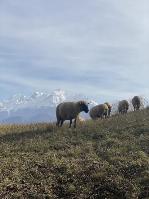 Chalet vue montagne , proche des pistes Chalet in Combloux