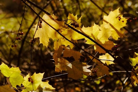 Luxurious sky loft with giant soaker tub, steam room, views Apartment in Phoenicia