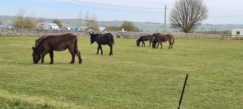 Greystones nawab sleeps 2 unit a in buxton in peak park Apartment in Monyash