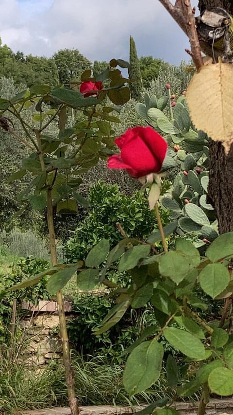 LA CASA FRA gli ULIVI UMBRA Apartment in Terni