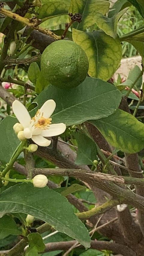 LA CASA FRA gli ULIVI UMBRA Apartment in Terni