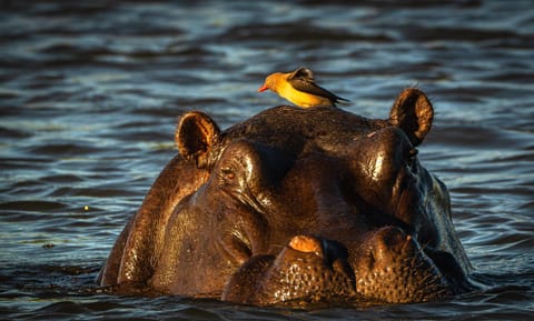 Natural landscape, Animals