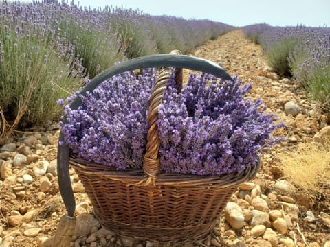 Day, Natural landscape