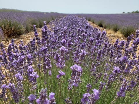 Natural landscape, Garden, Garden view