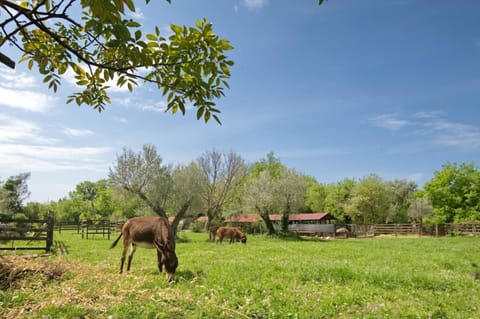 Day, Natural landscape, Animals