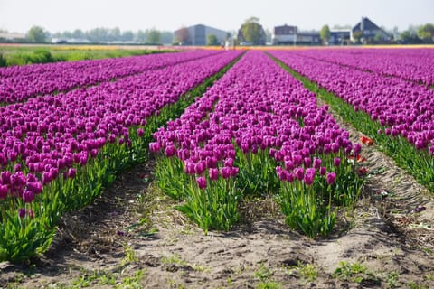 Tulip Lodges Bed and Breakfast in Noordwijkerhout