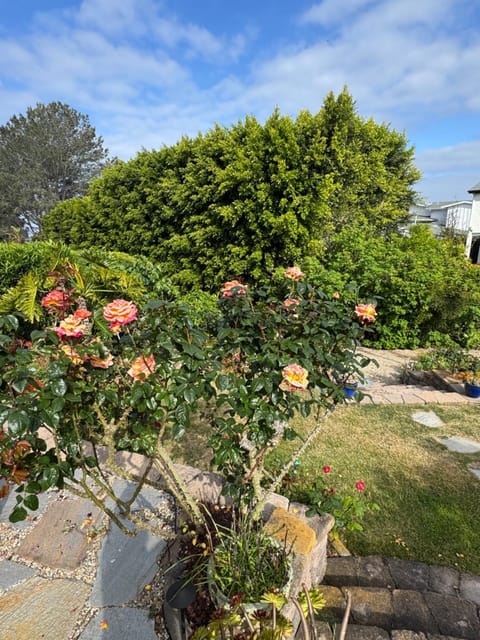 Garden view, Inner courtyard view