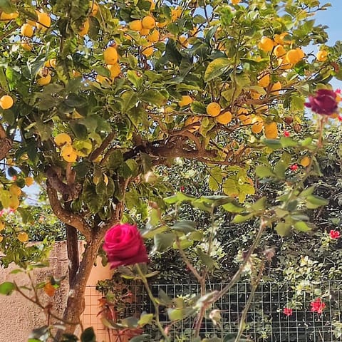 Holiday Rooms in Santa Teresa Vacation rental in Santa Teresa Gallura