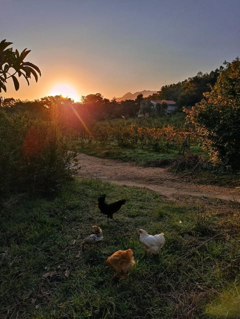 Natural landscape, Animals, Sunrise, pet friendly, pet friendly