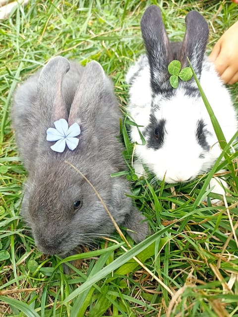 Animals, Pets, pet friendly