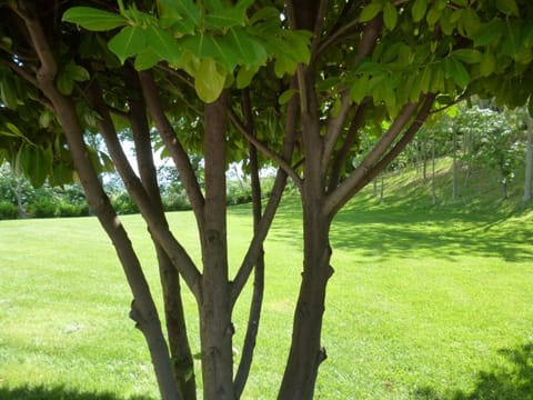 Spring, Day, Natural landscape, Garden, Garden view