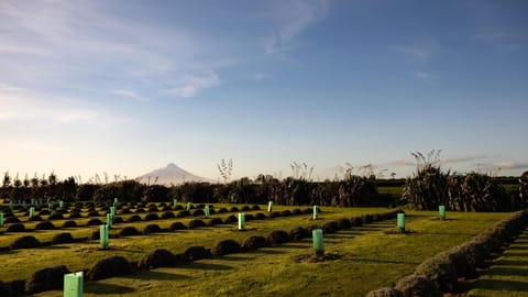 Natural landscape, Garden, Garden
