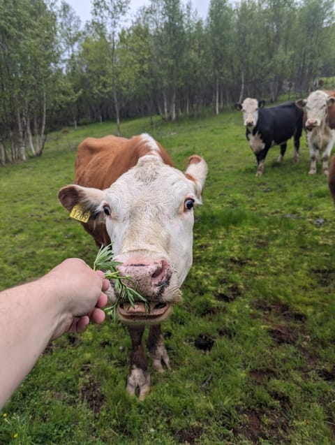Aurora apartment Nygård Apartment in Troms Og Finnmark