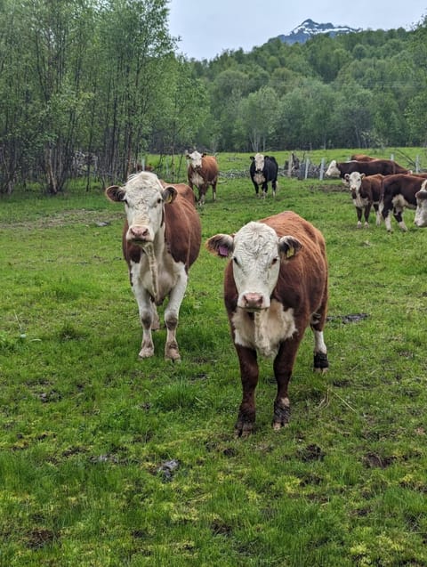 Aurora apartment Nygård Apartment in Troms Og Finnmark