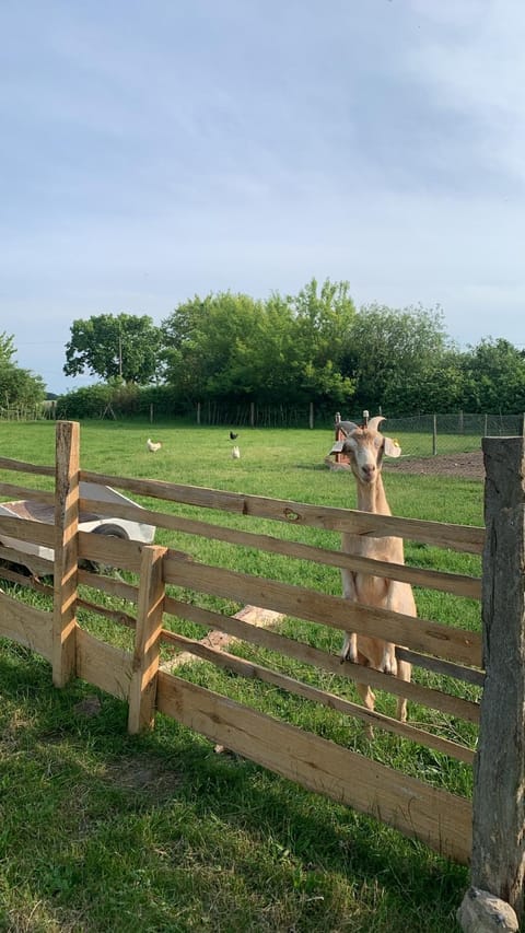 Gutshaus Schwarzenhof Country House in Mecklenburgische Seenplatte