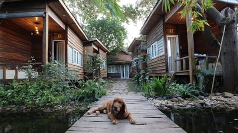 Neighbourhood, Garden, Pets