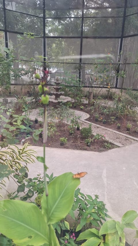 Garden, Garden view, Entertainment