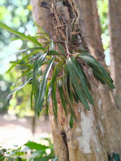 Baan Saikuan House in Sala Dan