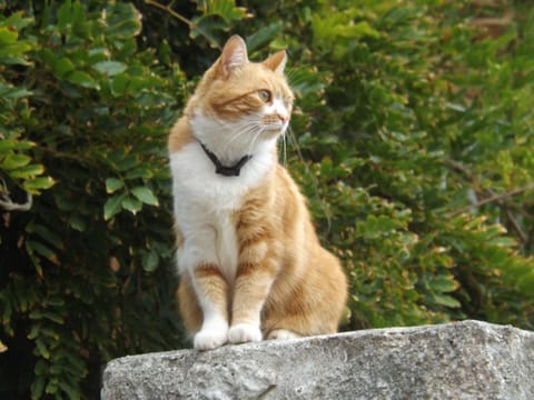 B&B Il Gatto Pescatore Bed and Breakfast in Stintino