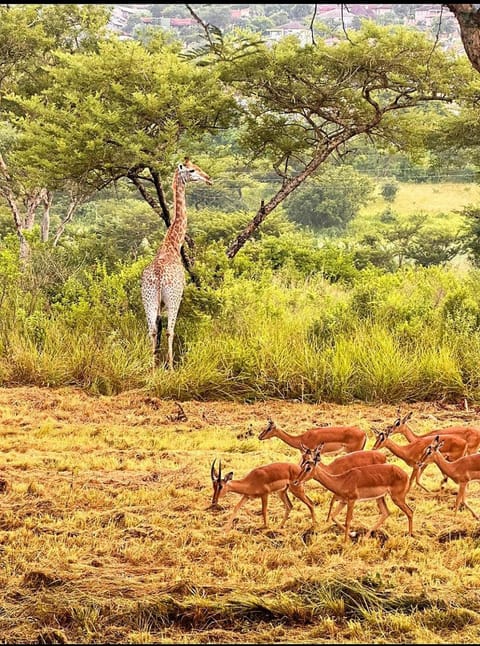 Day, Animals