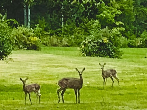 Natural landscape, Animals